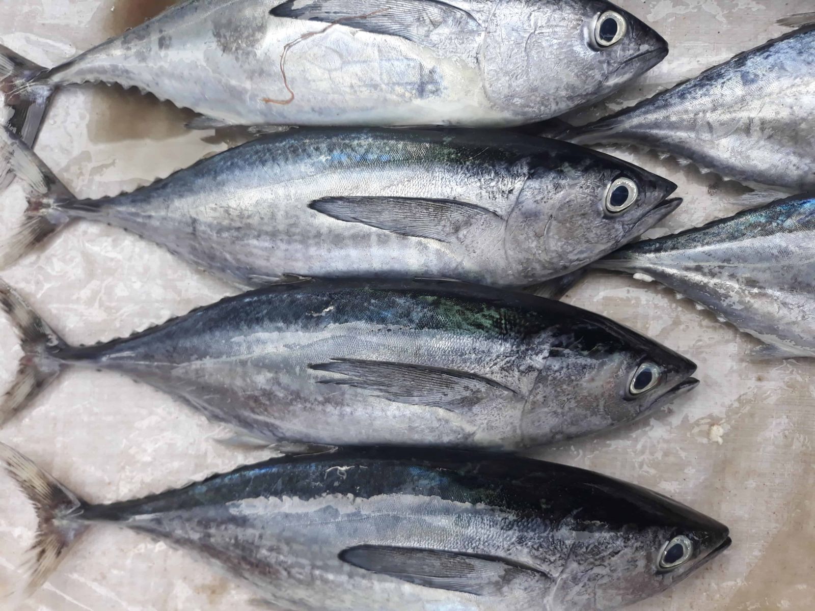 Kiêng ăn gì trước khi mang thai: Các loài cá có hàm lượng thủy ngân cao
