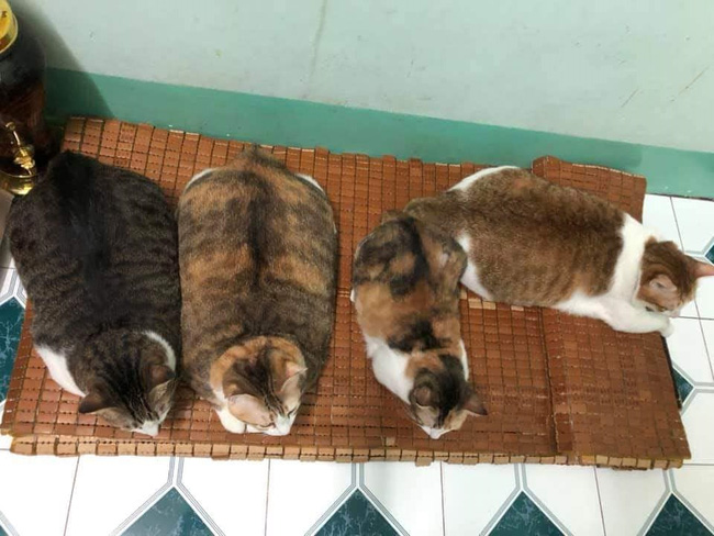 Đàn mèo mập ú na ú nần khiến dân tình 'phát sốt', lương tháng bao nhiêu cũng tình nguyện dành hết để nuôi cho béo - Ảnh 2