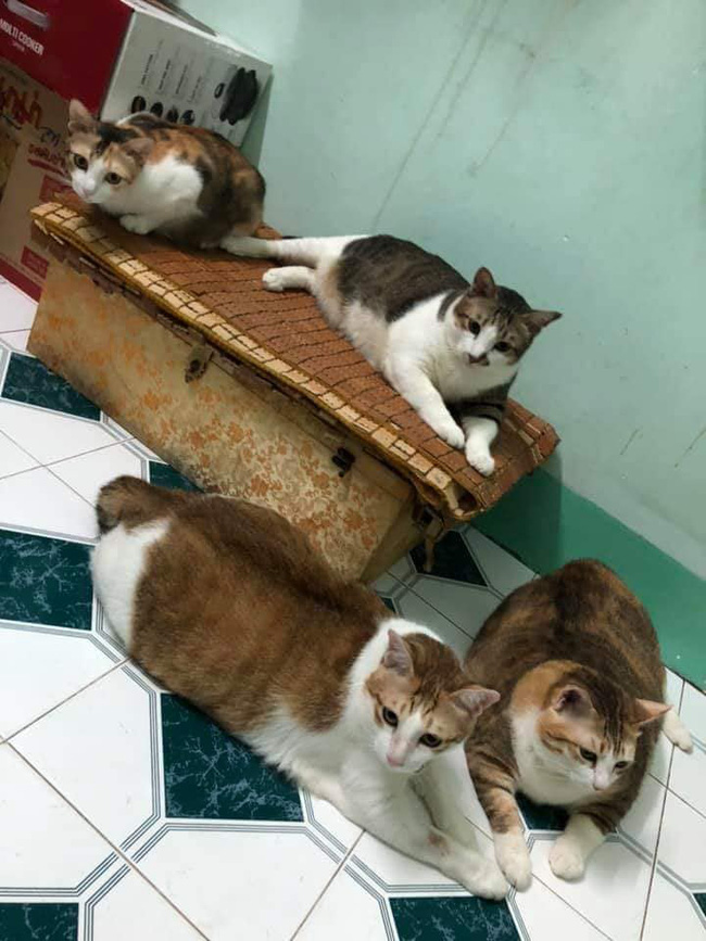 Đàn mèo mập ú na ú nần khiến dân tình 'phát sốt', lương tháng bao nhiêu cũng tình nguyện dành hết để nuôi cho béo - Ảnh 5