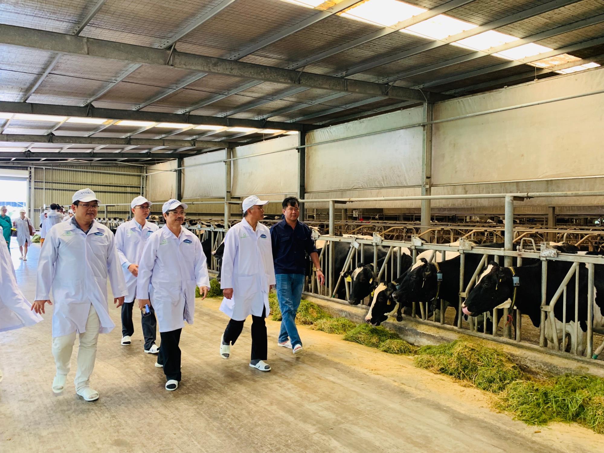 Vinamilk phối hợp với Cục thú y xây dựng vùng chăn nuôi bò sữa an toàn dịch bệnh được quốc tế công nhận - Ảnh 5