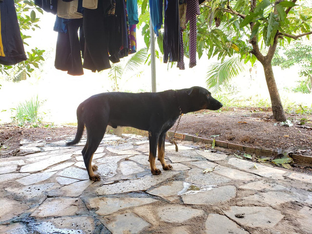 Tìm thấy dấu chân chó ở khu vực nghi có 2 con báo đen khoảng 100kg xuất hiện ở Đồng Nai - Ảnh 2