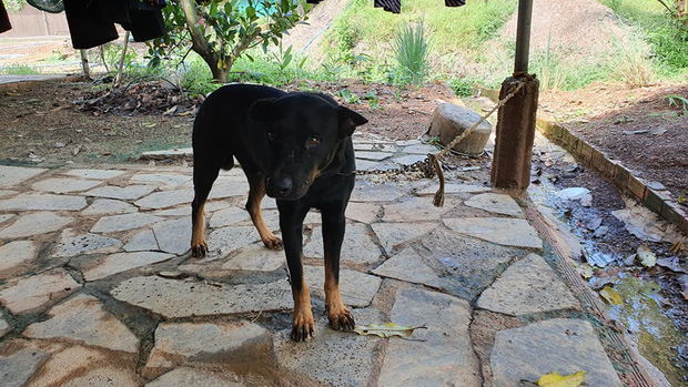 Tìm thấy dấu chân chó ở khu vực nghi có 2 con báo đen khoảng 100kg xuất hiện ở Đồng Nai - Ảnh 3