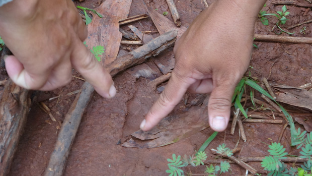 Tìm thấy dấu chân chó ở khu vực nghi có 2 con báo đen khoảng 100kg xuất hiện ở Đồng Nai - Ảnh 4