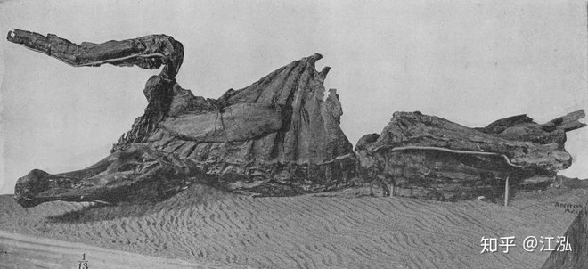 Phát hiện ra xác ướp khủng long có dấu chân hình móng ngựa tại Hoa Kỳ - Ảnh 1