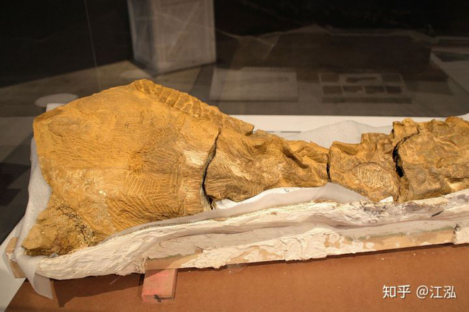 Phát hiện ra xác ướp khủng long có dấu chân hình móng ngựa tại Hoa Kỳ - Ảnh 2