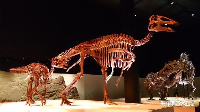 Phát hiện ra xác ướp khủng long có dấu chân hình móng ngựa tại Hoa Kỳ - Ảnh 8