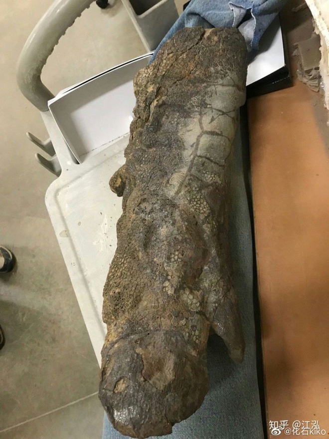 Phát hiện ra xác ướp khủng long có dấu chân hình móng ngựa tại Hoa Kỳ - Ảnh 9