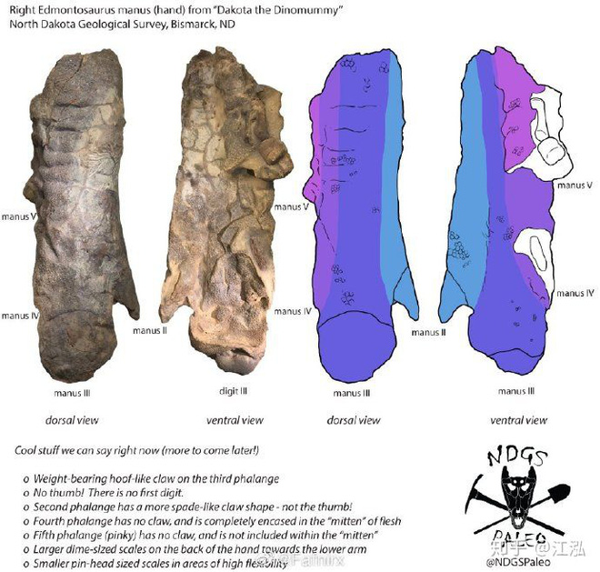 Phát hiện ra xác ướp khủng long có dấu chân hình móng ngựa tại Hoa Kỳ - Ảnh 10