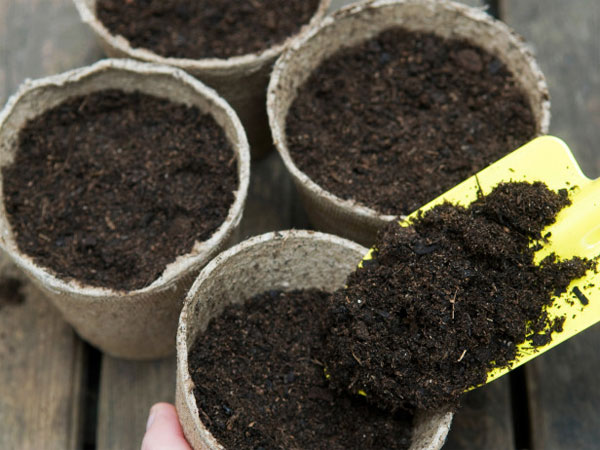Học ngay cách trồng cây chùm ngây ngừa ung thư cực đơn giản tại nhà, tha hồ có rau mát ăn quanh năm - Ảnh 2