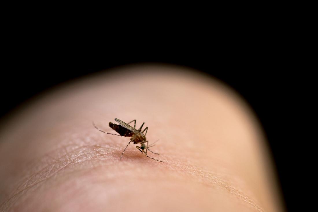 Cách chống muỗi đốt hiệu quả ai cũng nhất định phải biết để phòng ngừa sốt xuất huyết - Ảnh 1