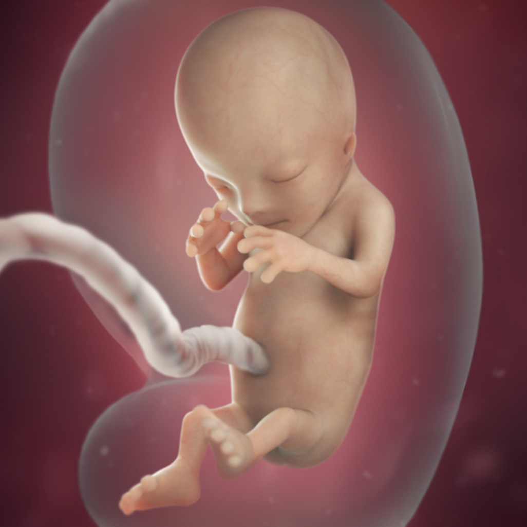 Mang thai tuần 12: Các ngón tay của bé đã có phản xạ đóng, mở linh hoạt - Ảnh 3