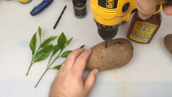 Cắm cành chanh vào củ khoai tây: Cách trồng lạ đời nhưng cho cây sai trĩu quả chị em thi nhau làm theo - Ảnh 2