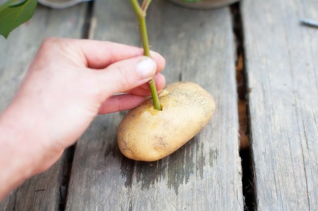 Cắm cành chanh vào củ khoai tây: Cách trồng lạ đời nhưng cho cây sai trĩu quả chị em thi nhau làm theo - Ảnh 3