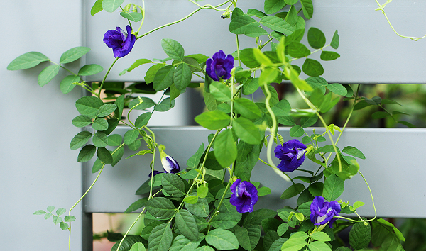 Cách trồng hoa đậu biếc xanh tươi tốt tại nhà, dễ áp dụng - Ảnh 1