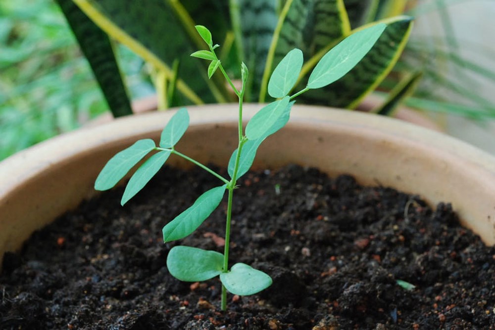 Cách trồng hoa đậu biếc xanh tươi tốt tại nhà, dễ áp dụng - Ảnh 3