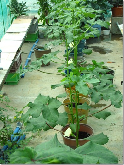Cách trồng đậu bắp trong chậu nhựa cực đơn giản cho cây sai trĩu quả, chị em tha hồ thu hoạch - Ảnh 4