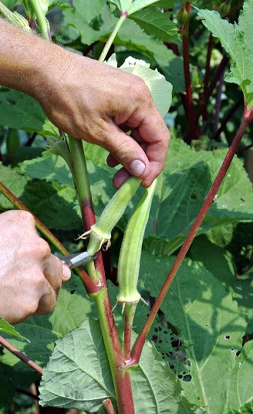 Cách trồng đậu bắp trong chậu nhựa cực đơn giản cho cây sai trĩu quả, chị em tha hồ thu hoạch - Ảnh 5