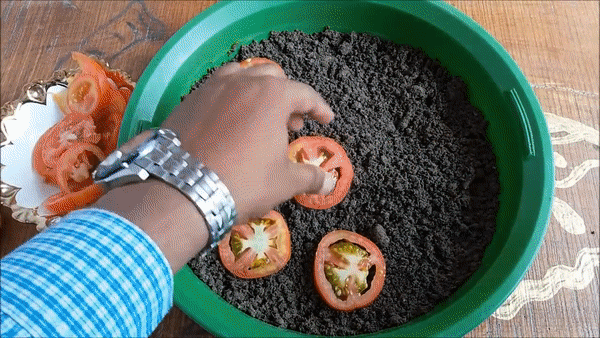 Trồng cà chua không cần hạt giống: Cách làm mới lạ nhưng đảm bảo thành công, cả năm thu hoạch mỏi tay - Ảnh 3