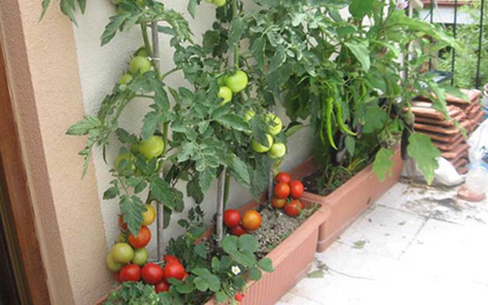 Trồng cà chua không cần hạt giống: Cách làm mới lạ nhưng đảm bảo thành công, cả năm thu hoạch mỏi tay - Ảnh 5