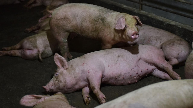Những sự thật đáng sợ về dịch cúm lợn chủng mới tại Trung Quốc: Virus mang sự kết hợp hủy diệt, chưa có bất kỳ miễn dịch nào tồn tại - Ảnh 1