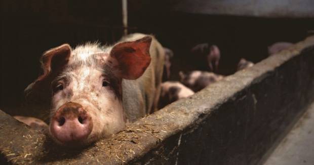 Những sự thật đáng sợ về dịch cúm lợn chủng mới tại Trung Quốc: Virus mang sự kết hợp hủy diệt, chưa có bất kỳ miễn dịch nào tồn tại - Ảnh 4