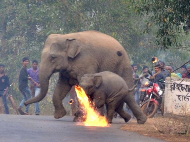 Thêm hình ảnh gây phẫn nộ tột cùng: Mẹ con nhà voi vào làng xin ăn, bị dân ném cầu lửa và đá xua đuổi không thương tiếc - Ảnh 1