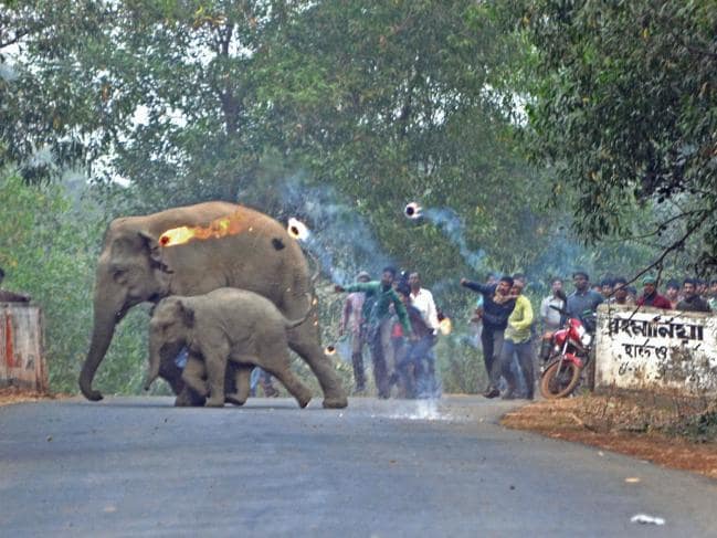 Thêm hình ảnh gây phẫn nộ tột cùng: Mẹ con nhà voi vào làng xin ăn, bị dân ném cầu lửa và đá xua đuổi không thương tiếc - Ảnh 2