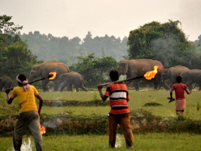 Thêm hình ảnh gây phẫn nộ tột cùng: Mẹ con nhà voi vào làng xin ăn, bị dân ném cầu lửa và đá xua đuổi không thương tiếc - Ảnh 3