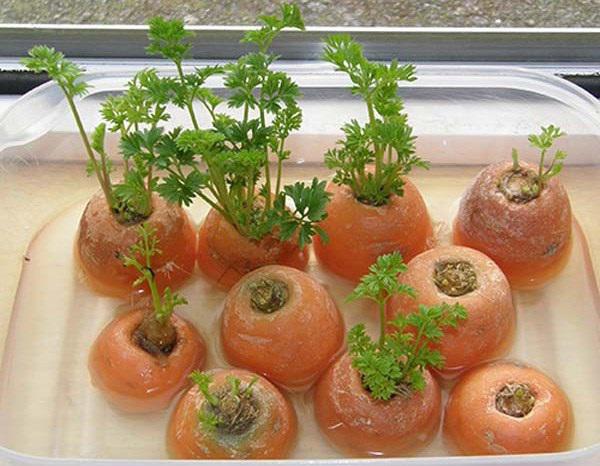 Cách trồng cà rốt cực đơn giản tại nhà giúp chị em thu hoạch mỏi tay không hết, tha hồ ép lấy nước uống đẹp da - Ảnh 4
