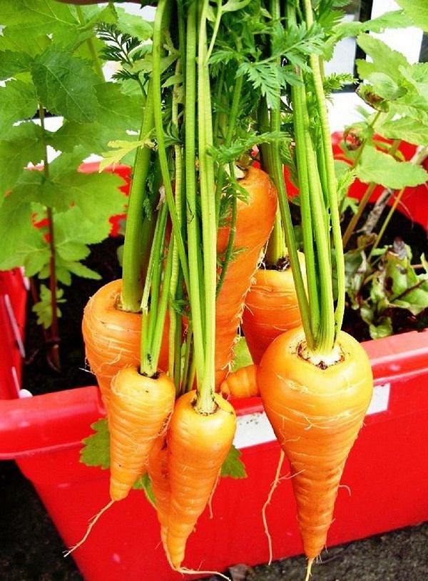 Cách trồng cà rốt cực đơn giản tại nhà giúp chị em thu hoạch mỏi tay không hết, tha hồ ép lấy nước uống đẹp da - Ảnh 5