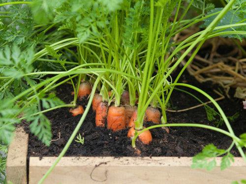Cách trồng cà rốt cực đơn giản tại nhà giúp chị em thu hoạch mỏi tay không hết, tha hồ ép lấy nước uống đẹp da - Ảnh 3
