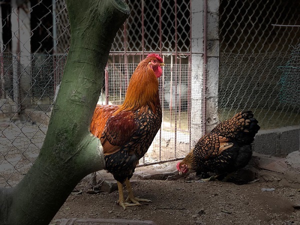 Đại gia Đài Loan sang Việt Nam: Bỏ 70 triệu mua 6 con gà khổng lồ ăn Tết - Ảnh 1