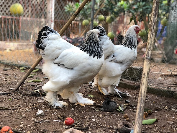 Đại gia Đài Loan sang Việt Nam: Bỏ 70 triệu mua 6 con gà khổng lồ ăn Tết - Ảnh 2