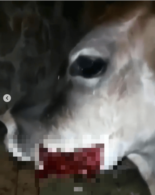 Bò mẹ bị thương nặng vì ăn phải bánh nhét thuốc nổ bên trong, hé lộ phương thức xua đuổi động vật và săn thịt thú rừng dã man - Ảnh 2