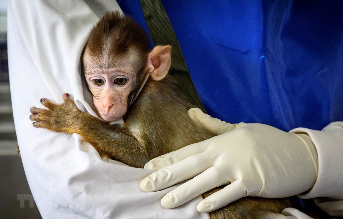 NÓNG: Người đầu tiên ở Trung Quốc tử vong do nhiễm virus Monkey B hiếm gặp từ khỉ - Ảnh 1