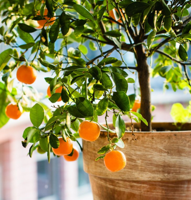 4 loại cây cảnh trồng trong nhà cho mùi thơm dễ chịu, tự nhiên - Ảnh 3