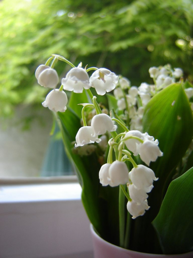 4 loại cây cảnh trồng trong nhà cho mùi thơm dễ chịu, tự nhiên - Ảnh 4