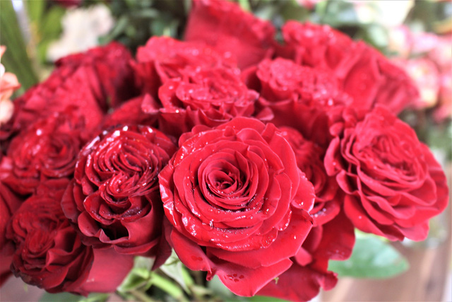 Nên chọn những bông hoa hồng tươi, nở đẹp, tốt nhất là hoa hồng đỏ 