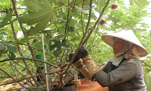 Cách trồng cây sung Mỹ đúng kĩ thuật, cực đơn giản mà cho quả đẹp,  thu hoạch mỏi tay - Ảnh 10