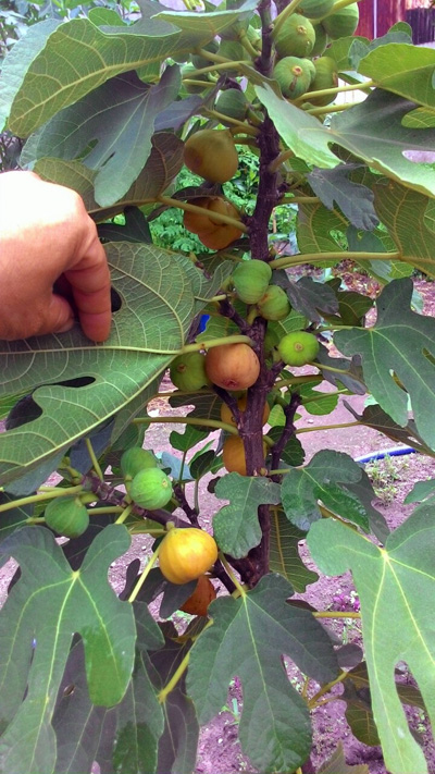 Cách trồng cây sung Mỹ đúng kĩ thuật, cực đơn giản mà cho quả đẹp,  thu hoạch mỏi tay - Ảnh 11