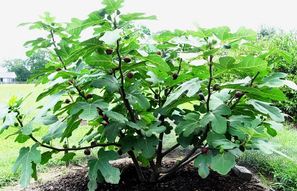 Cách trồng cây sung Mỹ đúng kĩ thuật, cực đơn giản mà cho quả đẹp,  thu hoạch mỏi tay - Ảnh 5