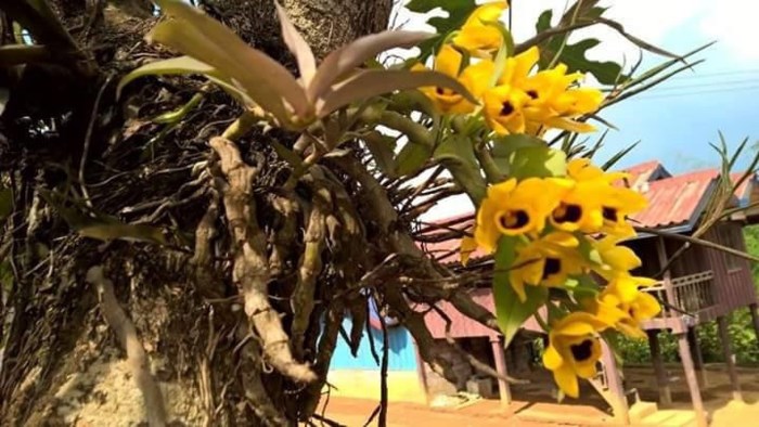 Cách trồng lan trầm vàng đơn giản mà ra hoa đẹp ngay tại nhà - Ảnh 5