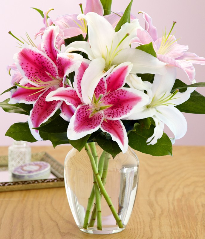 Hoa Lily là loài hoa tượng trưng cho sự ấm áp và lòng biết ơn đối với thầy cô giáo