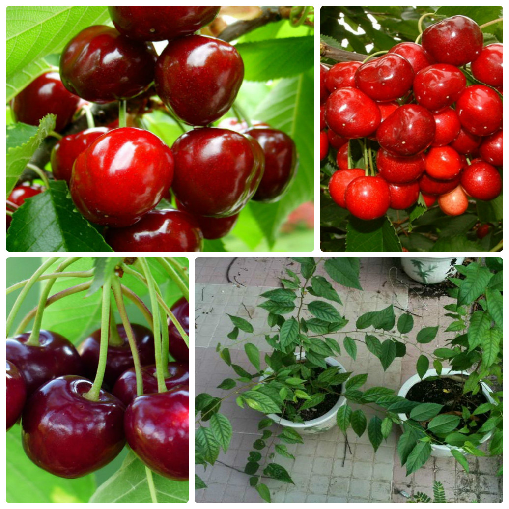 Hướng dẫn cách ươm hạt giống cherry ở Việt Nam giúp đạt năng suất cao - Ảnh 8