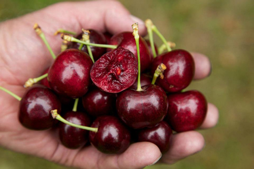 Hướng dẫn cách ươm hạt giống cherry ở Việt Nam giúp đạt năng suất cao - Ảnh 2
