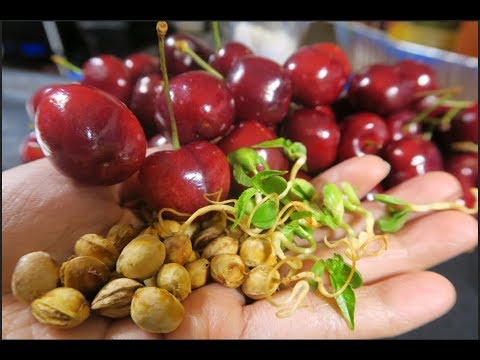 Hướng dẫn cách ươm hạt giống cherry ở Việt Nam giúp đạt năng suất cao - Ảnh 6