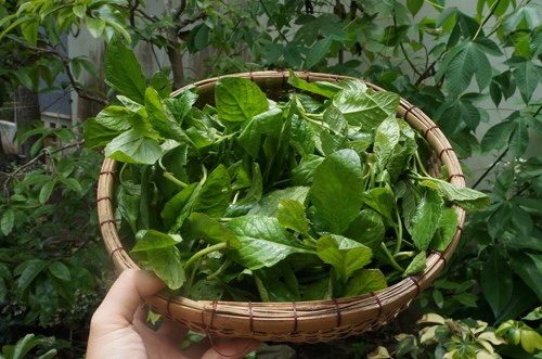Điểm tên một số loại rau dại ăn được ở Việt Nam - Ảnh 2