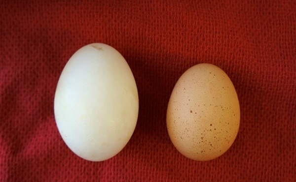 Trứng ngỗng có tác dụng gì đối với sức khỏe mẹ bầu - Ảnh 5