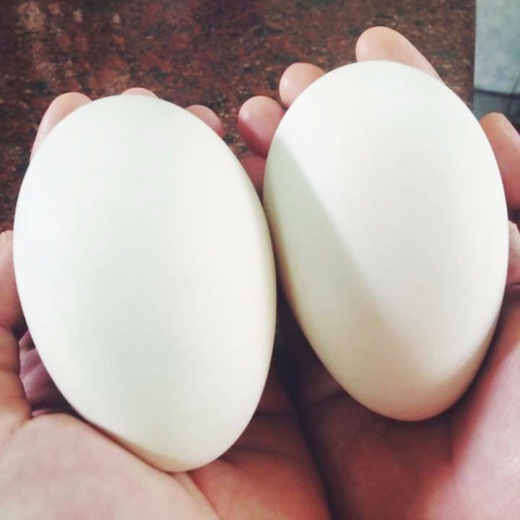 Trứng ngỗng có tác dụng gì đối với sức khỏe mẹ bầu - Ảnh 4