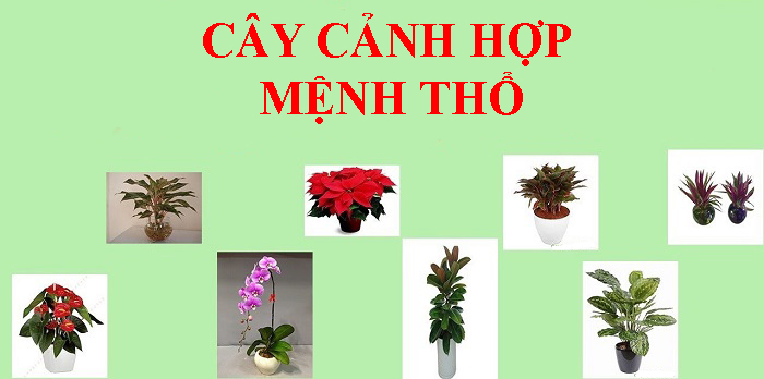 cay canh hop menh tho 1